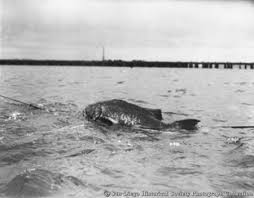 seabass_stream